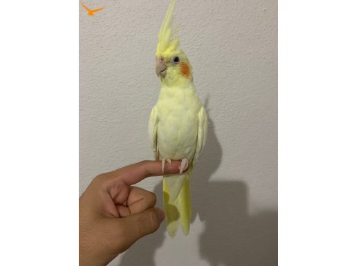 5 aylık sağlıklı sultan papağanı