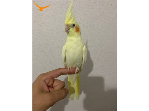 neredeyse 6 aylık sultan papağanı kafesiyle birlikte