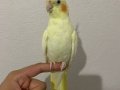 neredeyse 6 aylık sultan papağanı kafesiyle birlikte