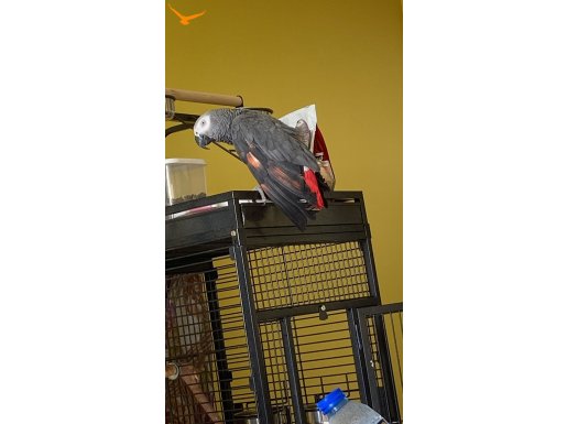 ERKEK RED FAKTÖR JAKOM