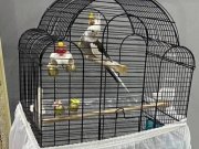 ÇİFT SULTAN PAPAĞANI