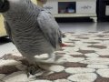 ÜST DÜZEYDE KONUŞAN ERKEK JAKO.