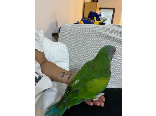 Lord derbiyan bebek 5aylık konuşturmaya açık sınır Yok 