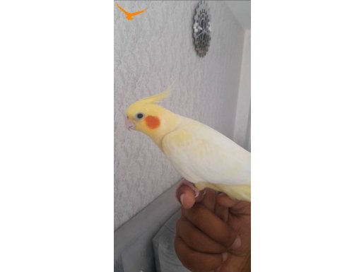 Full evcil 9 aylık lutino kırmızı göz sultan papağanı 