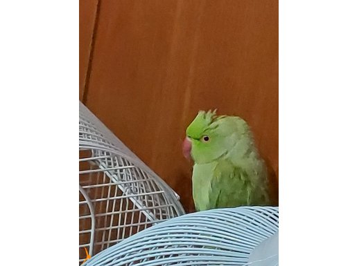 Evcil uysal erkek pakistan papağanı 