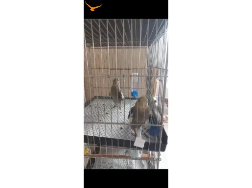 1 BUCUK AYLIK SULTANLAR