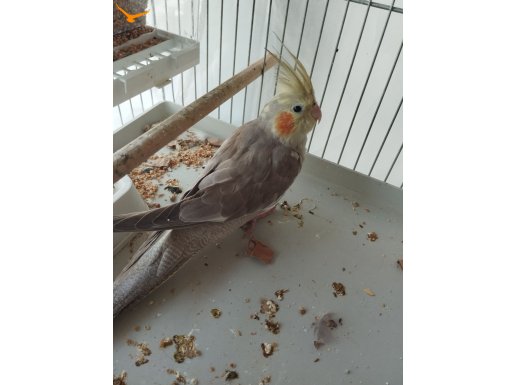 Manisa 3 aylık sultan papağanı 
