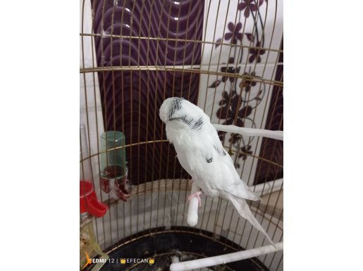 Jumbo Muhabbet Kuşu 