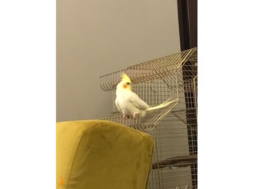 6 aylık lutino albino göz sultan papağanı