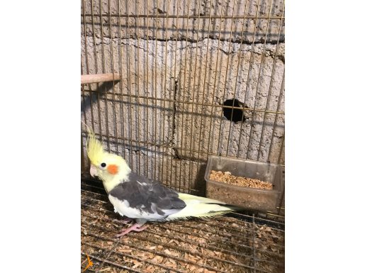 YAVRU SULTAN PAPAĞANLARI TAKIM PAPAĞANLAR