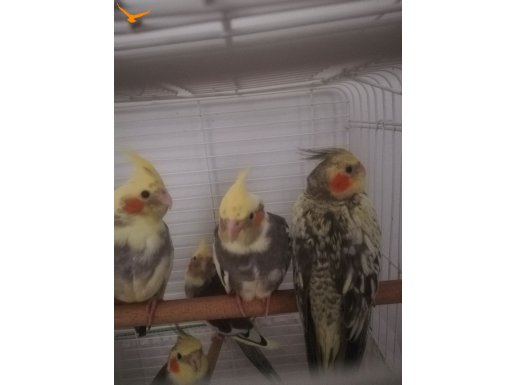 Yeni yeme düşmüş son 2 adet yavrumuz erkek dişi