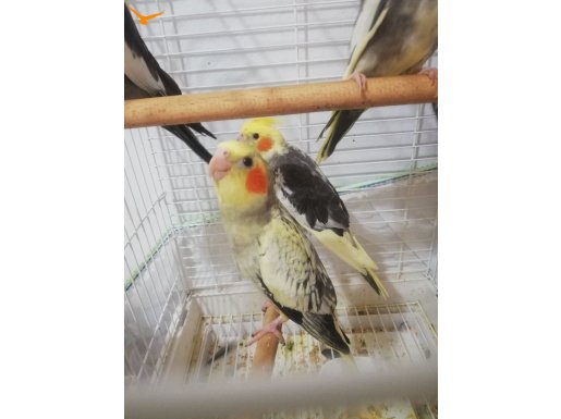 2 aylık egitilebilir yavrular