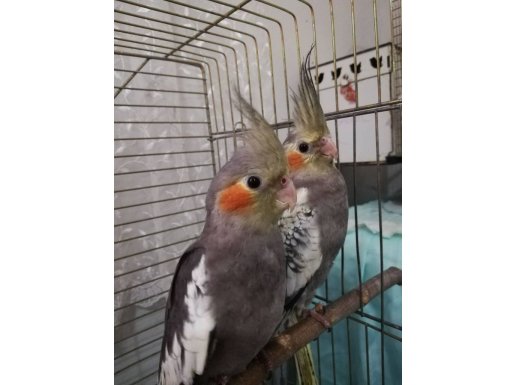 Sağlıklı 50 günlük bebekler