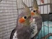 Sağlıklı 50 günlük bebekler