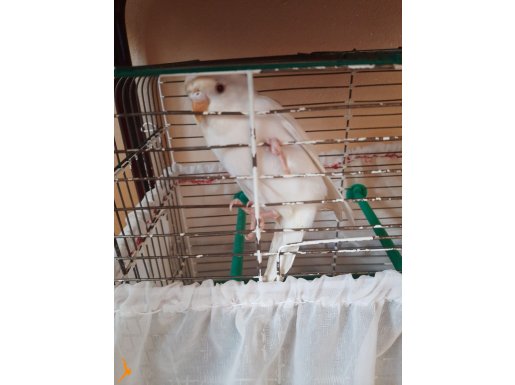 Albino muhabbet kuşu