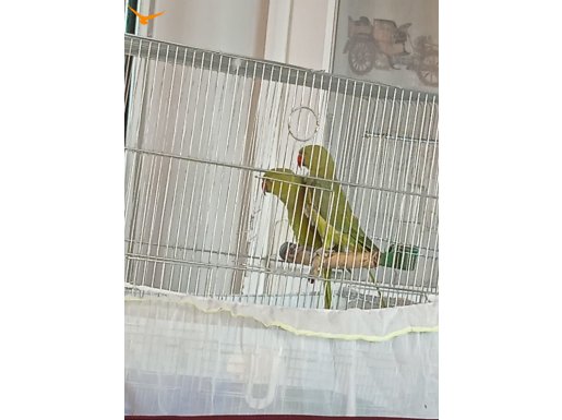 Pakistan papağanı 