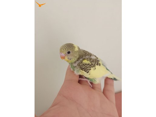 Kuşlarımiz temiz yavru yeni çıkan tam ele alıştirmalik aylık