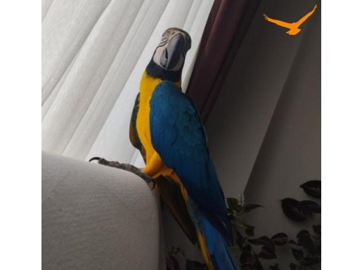 Macaw Ara Papağanı 