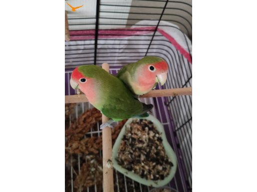 4 ÇİFT SEVDA PAPAĞANI