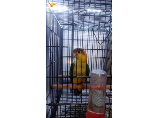 Kayık papağanı full oyuncu yawru
