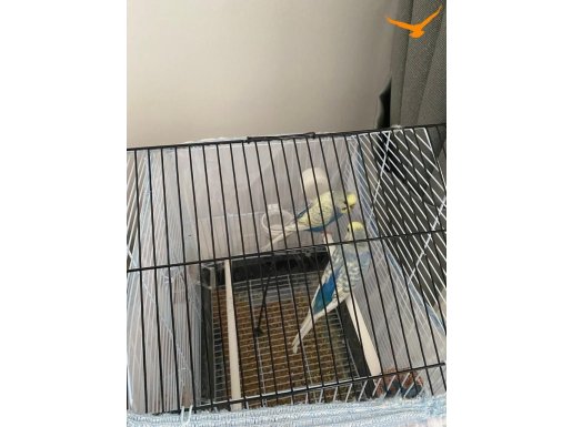 Acil Sağlıklı Muhabbet Kuşu