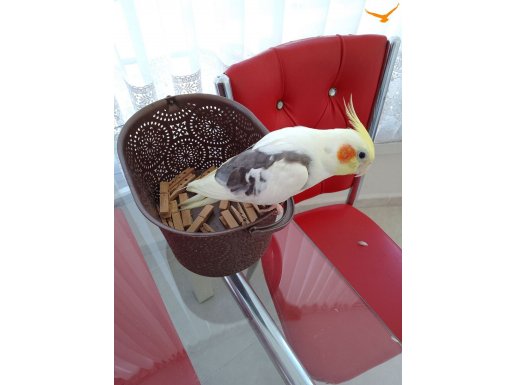 Sultan Papağanı erkek 2,5 yaşında