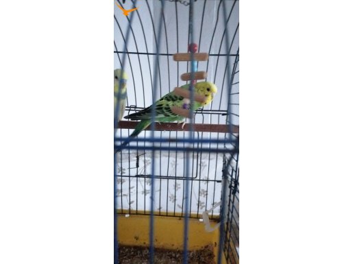 Çift muhabbet kuşu kafesle beraber verilecek
