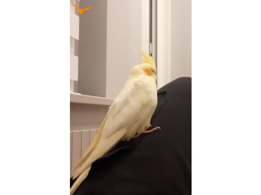 1 yaşında erkek sultan papağanı