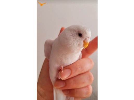 ALBİNO KIRMIZI GÖZ MUHABBET KUŞU 