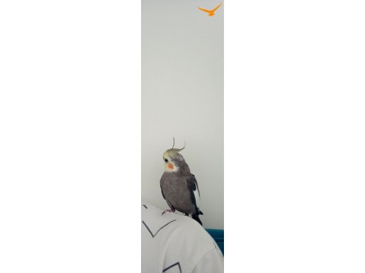 Konuşan ele alışık sultan papağanı