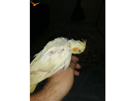 1.5 aylık kırmızı göz