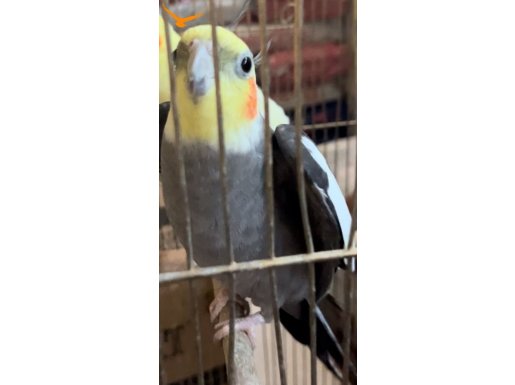 Sultan papağanı erkek konuşuyor 