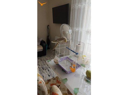 Eğitimli bir kuştur yeni konuşmaya başladı 