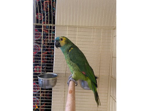 Amazon bluefront jumbo boy