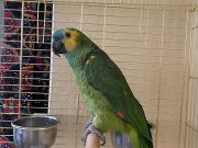 Amazon bluefront jumbo boy
