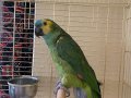 Amazon bluefront jumbo boy