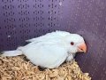 Albino Bebek Pakistan
