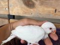 Albino Bebek Pakistan