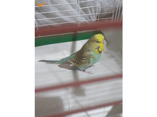 JUMBO MUHABBET KUŞU DİŞİ