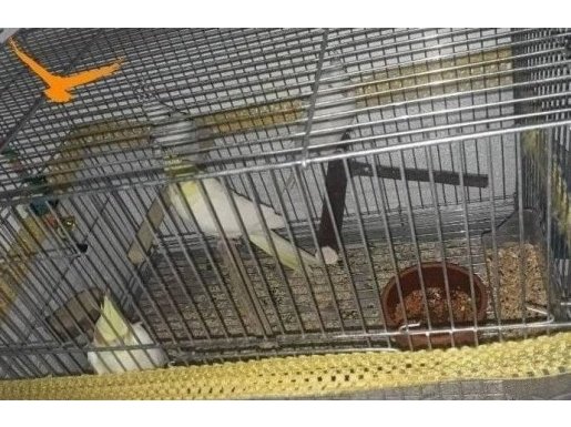 KONUŞAN DUZENLI YAVRU VEREN SULTAN PAPAĞANLARI KAÇIRMA