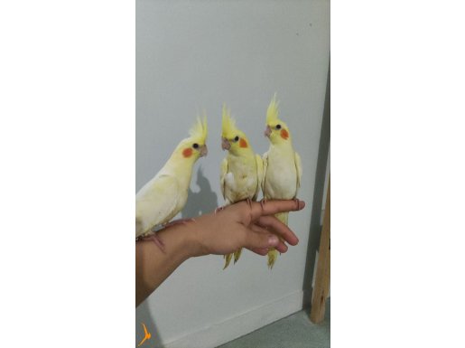Evcil yavru sultan papağanlari 