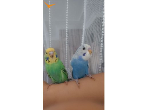 Birbirine aşık çift jumbo muhabbet kuşu