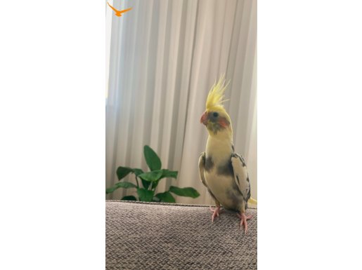 4buçuk aylık erkek