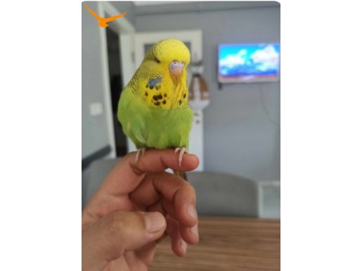 YAVRU MUHABBET KUŞLARI
