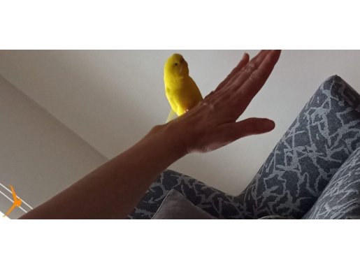Lutinoo 1 yaşında çok canlı 