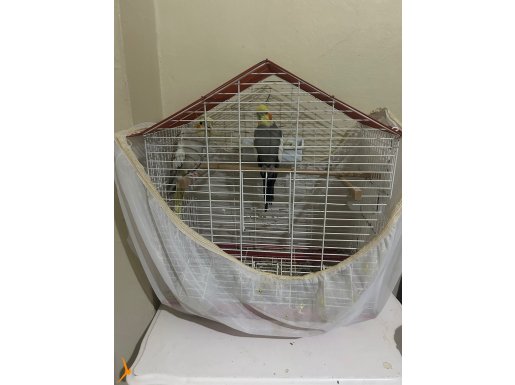 Sultan Papağanı Cift Konuşuyor 