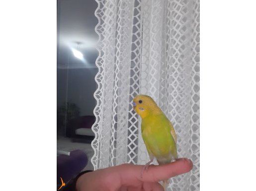 Eğitimli muhabbet kuşu