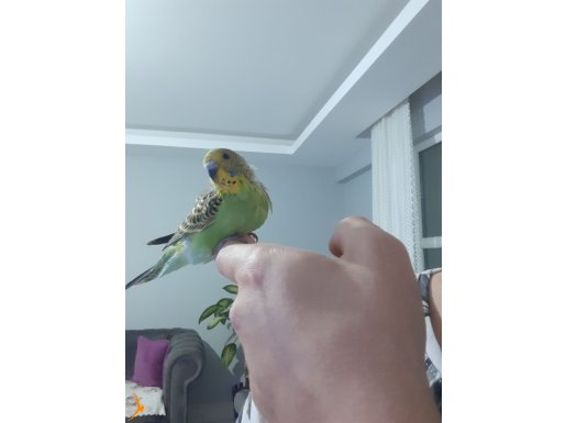 1 aylık eğitilmeye hazır muhabbet kuşu