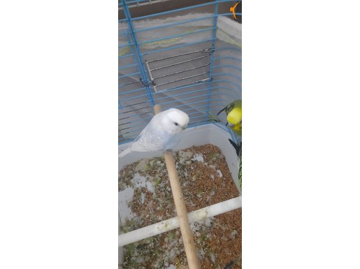 Kuslarin ikisi estir digeri erkek yetiskin ese atmaliktir
