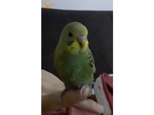 Damizlik ev uretimi muhabbet kusu